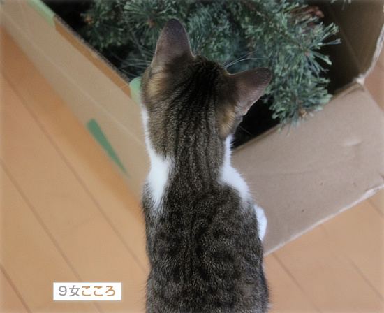 少し早いクリスマスプレゼント_a0389088_18094229.jpg