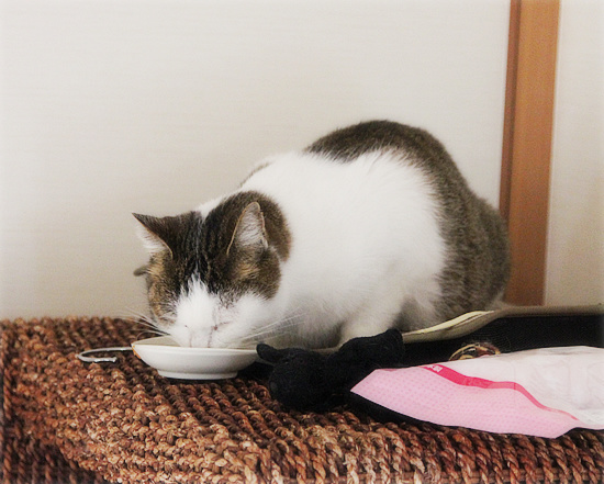 ついにケージの外へ!_a0389088_18094334.jpg