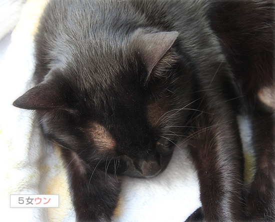 先住猫にありがとう_a0389088_18094457.jpg