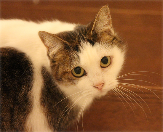 しろちゃん、まさかの・・・_a0389088_18094502.jpg