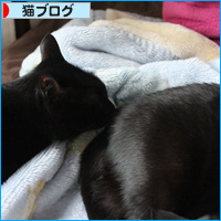 先住猫にありがとう_a0389088_18094522.jpg