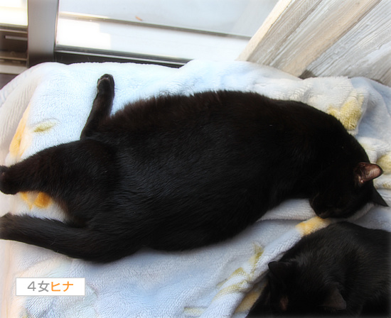 先住猫にありがとう_a0389088_18094537.jpg