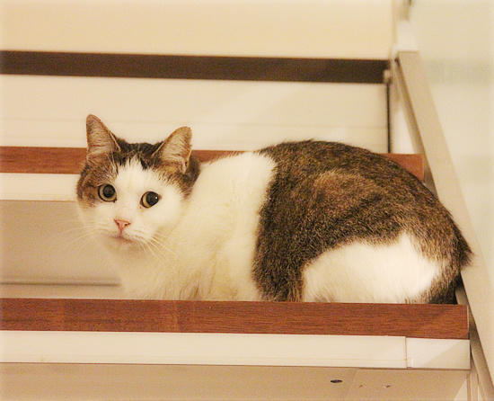 しろちゃん、まさかの・・・_a0389088_18094558.jpg
