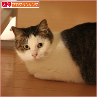 しろちゃん、まさかの・・・_a0389088_18094562.jpg