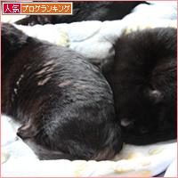 先住猫にありがとう_a0389088_18094570.jpg