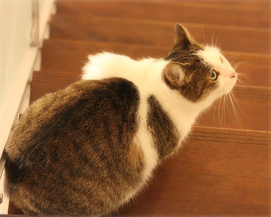 しろちゃん、まさかの・・・_a0389088_18094594.jpg
