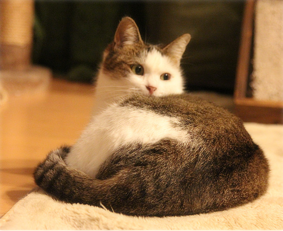 手術から帰って_a0389088_18094627.jpg
