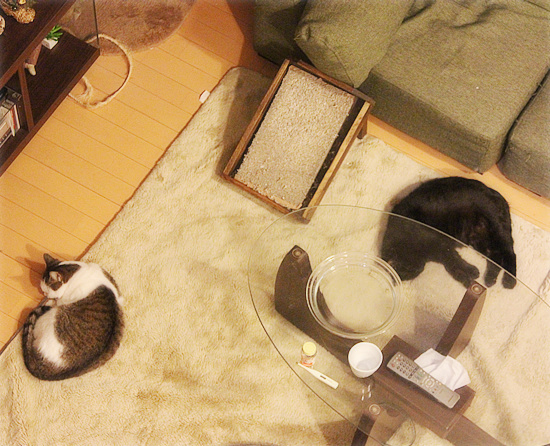 手術から帰って_a0389088_18094671.jpg