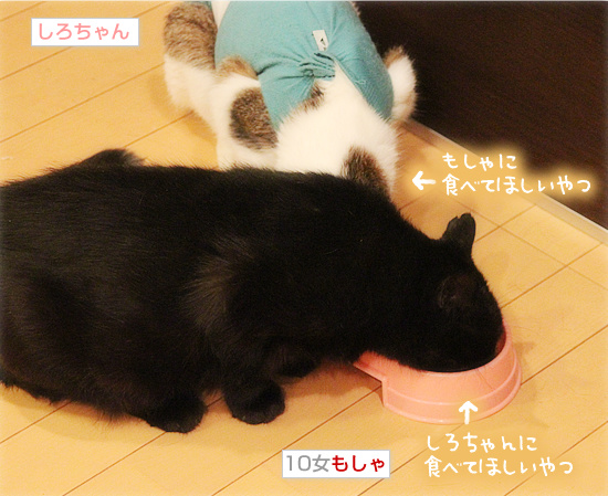 それぞれのフード_a0389088_18094734.jpg
