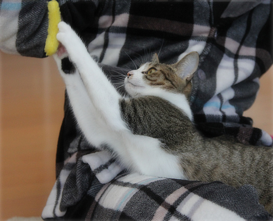 子猫だったのに・・・_a0389088_18094805.jpg