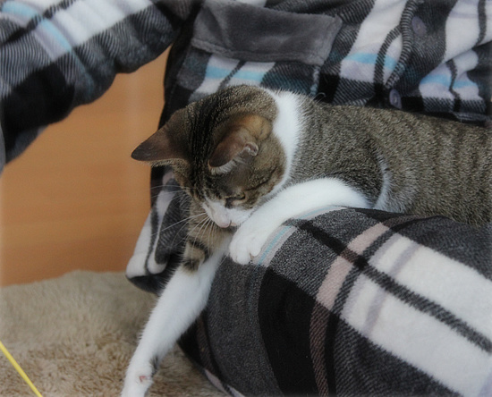 子猫だったのに・・・_a0389088_18094834.jpg