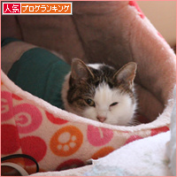 子猫だったのに・・・_a0389088_18094919.jpg