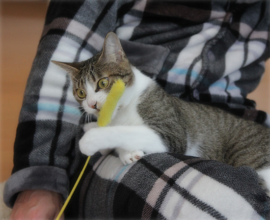 子猫だったのに・・・_a0389088_18094961.jpg
