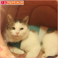 しろちゃんのもくろみ_a0389088_18095225.jpg