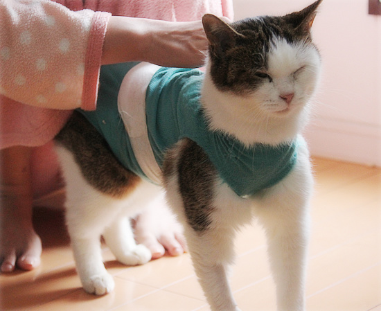 ねこねこマッサージ屋さん_a0389088_18095495.jpg
