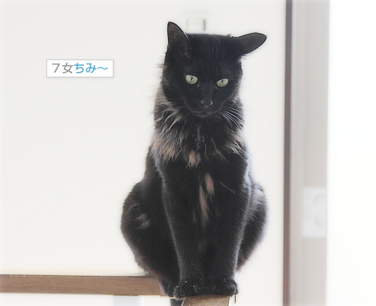 王様のえり巻_a0389088_18095553.jpg