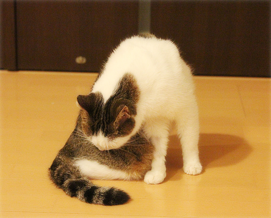 抜糸しました!_a0389088_18095623.jpg