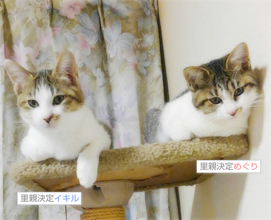 命ーず通信_a0389088_18100188.jpg
