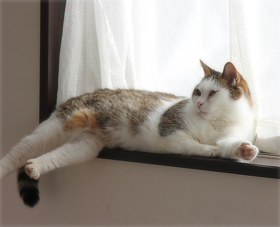 同じおばあちゃんの子でも・・・_a0389088_18100881.jpg