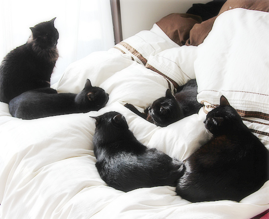 黒猫クイズ_a0389088_18101113.jpg