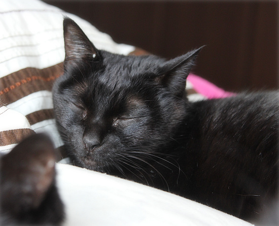 黒猫クイズ_a0389088_18101139.jpg