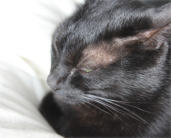 黒猫クイズ_a0389088_18101148.jpg