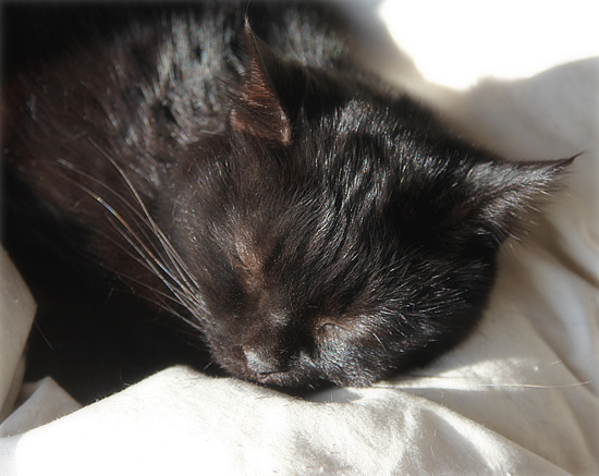 黒猫クイズ_a0389088_18101192.jpg