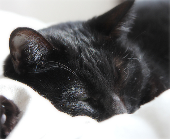 黒猫クイズ_a0389088_18101199.jpg