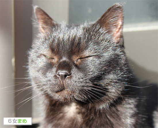 黒猫クイズ_a0389088_18101207.jpg