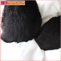 黒猫クイズ_a0389088_18101231.jpg