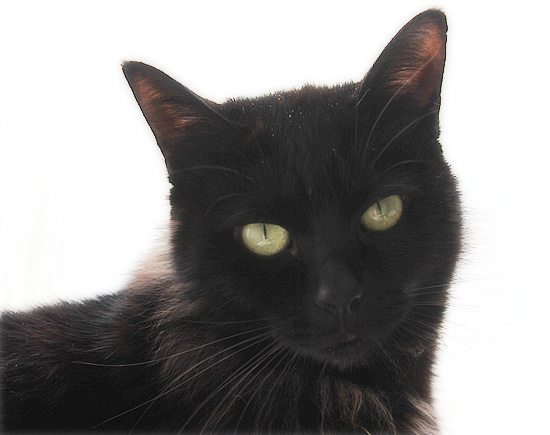 黒猫クイズ_a0389088_18101279.jpg
