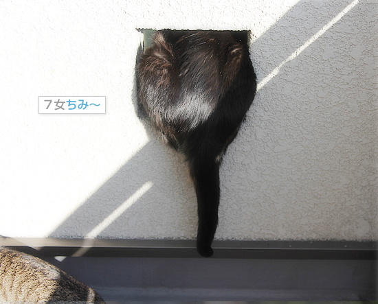 ベランダ争奪戦_a0389088_18101300.jpg