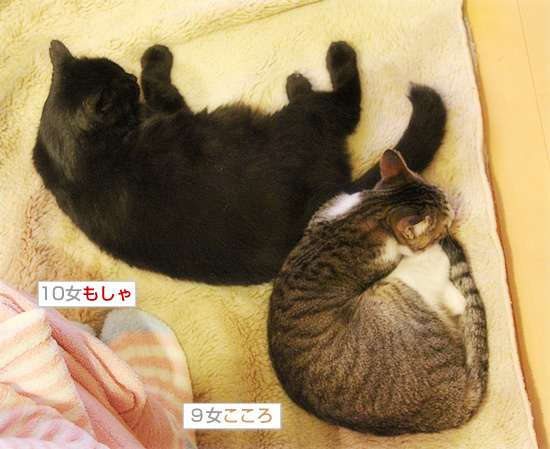 飛び猫_a0389088_18102074.jpg