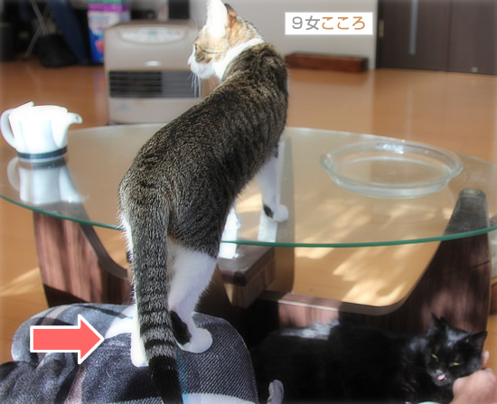 動けないのは(ぽんきゅのこと)_a0389088_18104939.jpg