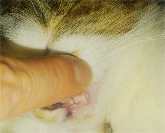 ついに3匹が・・・_a0389088_18105462.jpg