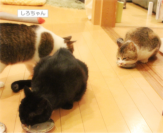 でかお君の一歩_a0389088_18111130.jpg