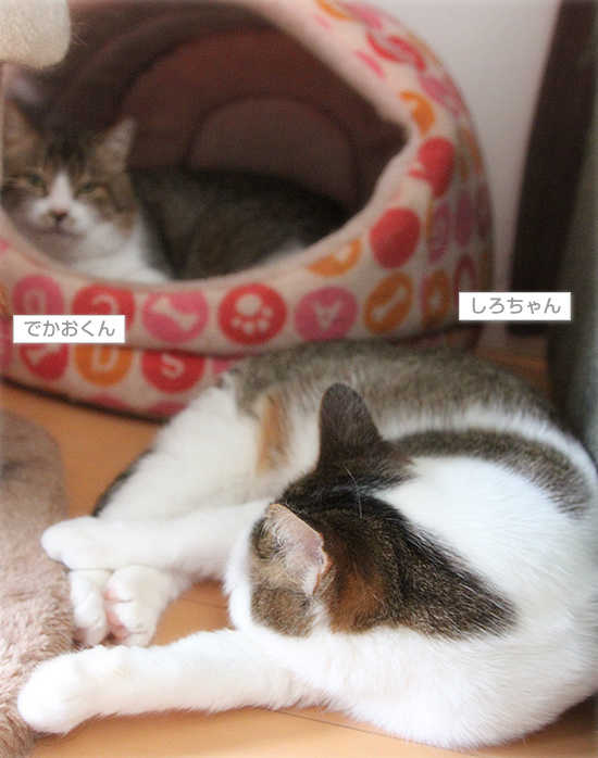 おばあちゃんが遺した猫たちのその後_a0389088_18111426.jpg