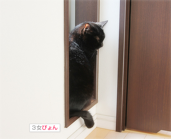 シニア猫と暮らすということ_a0389088_18111523.jpg