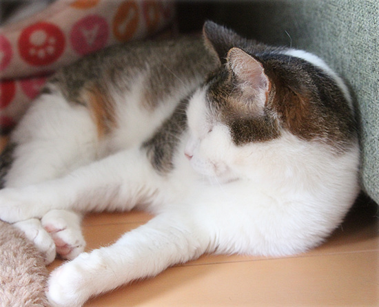 おばあちゃんが遺した猫たちのその後_a0389088_18111556.jpg
