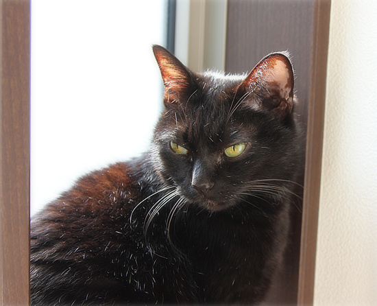 シニア猫と暮らすということ_a0389088_18111559.jpg