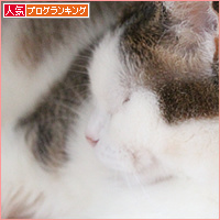 おばあちゃんが遺した猫たちのその後_a0389088_18111584.jpg