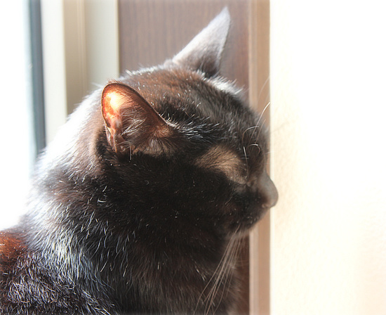 シニア猫と暮らすということ_a0389088_18111598.jpg