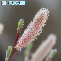 みつきの木_a0389088_18112127.jpg