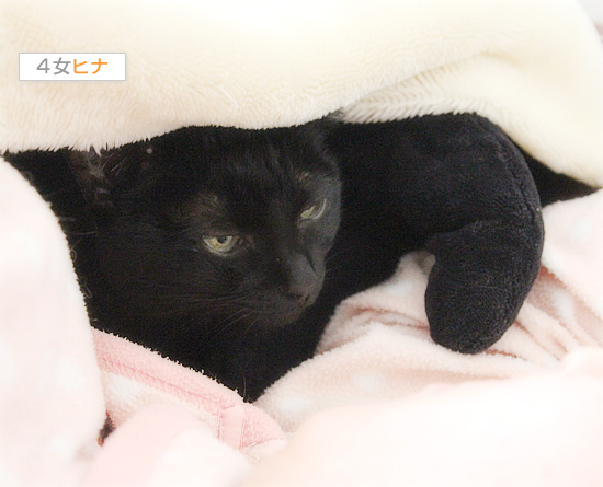 生々しい抱き枕_a0389088_18112231.jpg