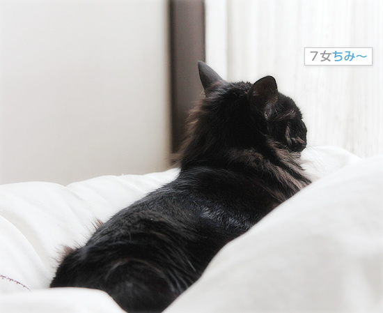 生々しい抱き枕_a0389088_18112287.jpg