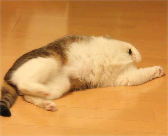 しろちゃん参戦!_a0389088_18112757.jpg