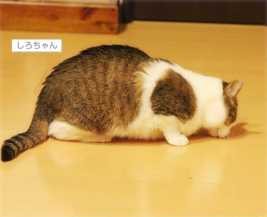 しろちゃん参戦!_a0389088_18112770.jpg