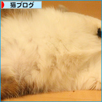 しろちゃん参戦!_a0389088_18112895.jpg