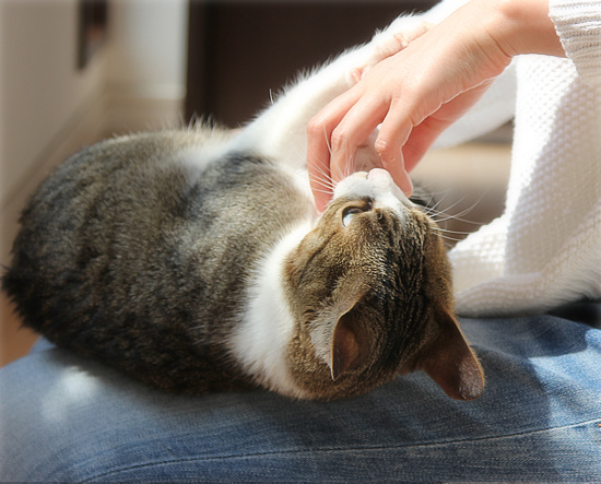 春は、猫を変える_a0389088_18113298.jpg