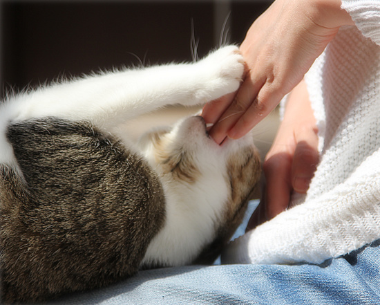 春は、猫を変える_a0389088_18113308.jpg